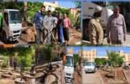 استمرار عمليات التشجير وتهيئة المساحات الخضراء بمدينة زايو + صور