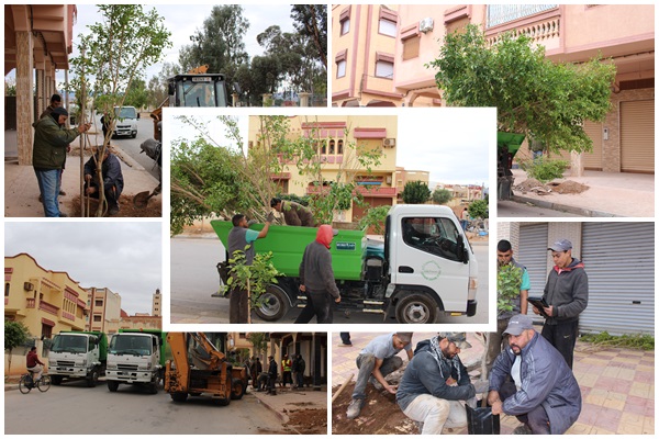صور : عملية غرس الأشجار بشارع محمد الخامس بحي الأمل