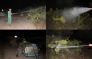 بالصور .. جماعة زايو تقوم بحملة لرش المبيدات لمعالجة نبات الصبار المصاب بالحشرة القرمزية